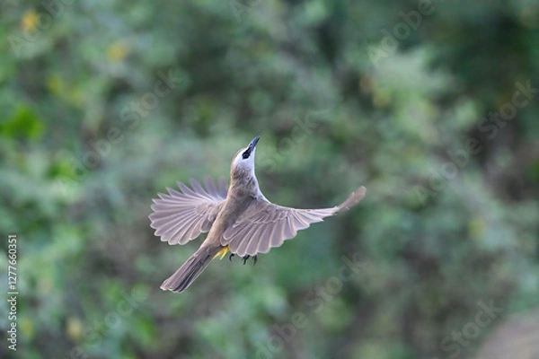 Fototapeta The bird is flapping its wings beautifully, Siberian Rubythroat