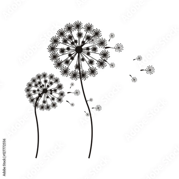 Obraz silhouette flying blow dandelion buds vector illustration