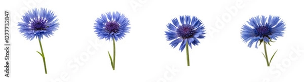 Obraz Elegant Blue Cornflower on Transparent Background
