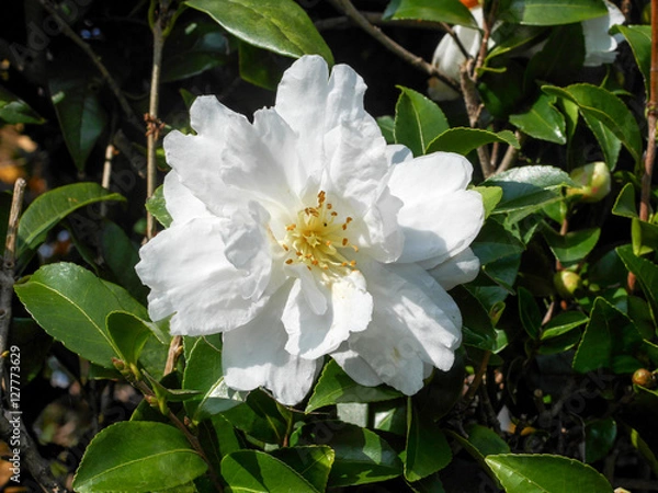 Obraz サザンカ　白