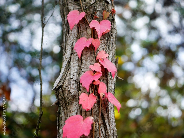 Obraz つたの紅葉