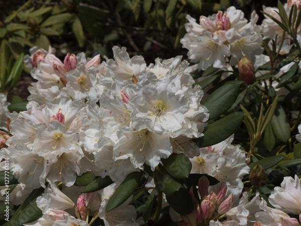 Obraz White rhododendrons