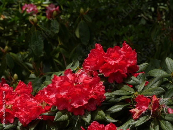Obraz Red rhododendrons