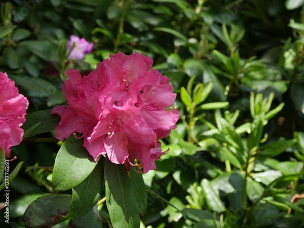Obraz Pink rhododendron