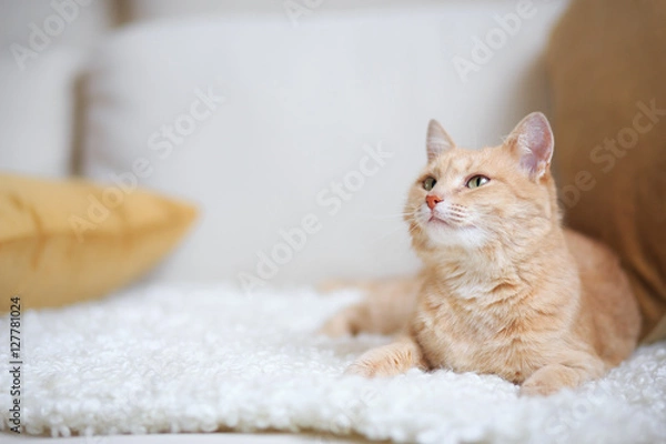 Fototapeta Red-headed cat