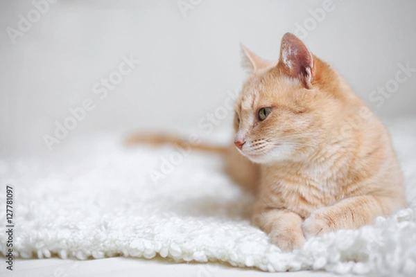 Fototapeta Red-headed cat