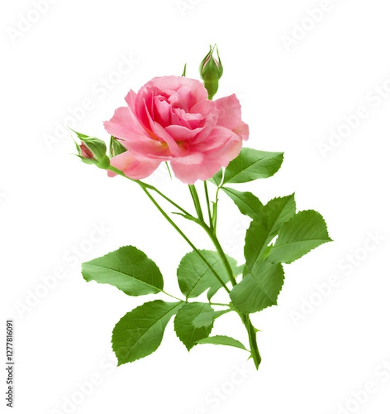 Obraz Pink rose flower on stem with leaves isolated