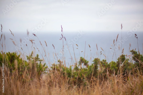 Fototapeta Cornwall Coastline 