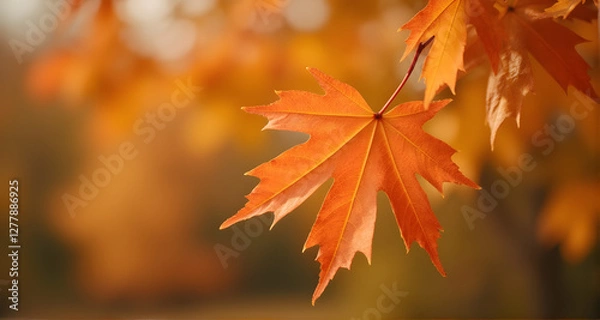 Fototapeta Autumn Maple Leaf in Warm Light