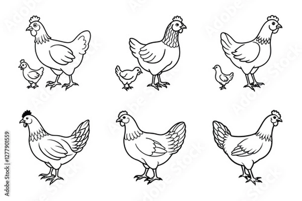 Fototapeta set of line art chicken silhouette with vector Drawing Illustration