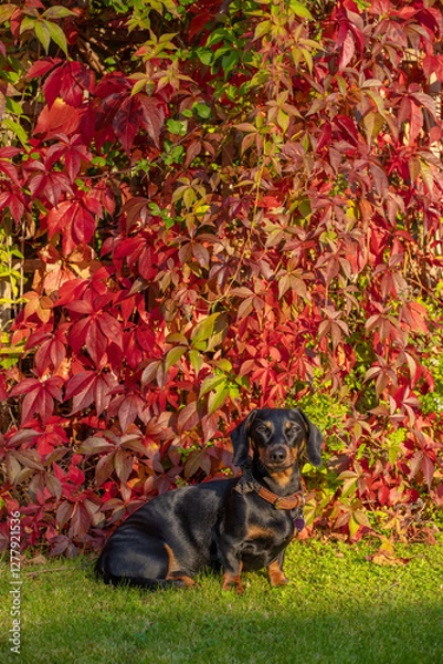 Obraz Autumn Sausage