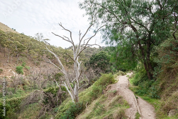 Fototapeta mountain landscape with trees