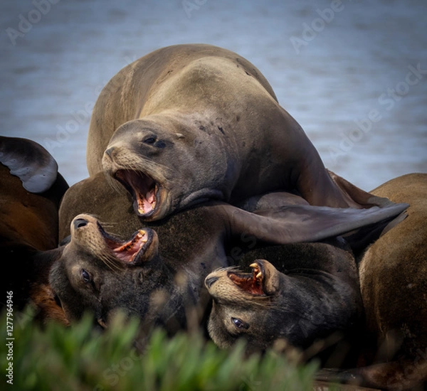 Fototapeta A pod of California Sea Lions on a pier structure