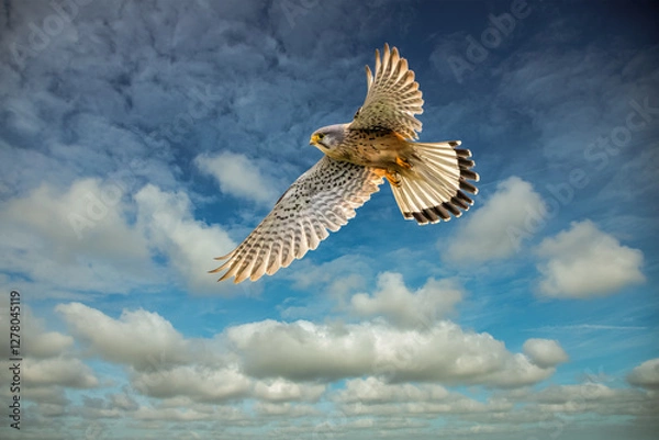 Obraz Closeup of a male Kestrel, Falco tinnunculus, hovering with its wings spread wide, backlit against a background of blue sky and cloud streets with cumulus clouds