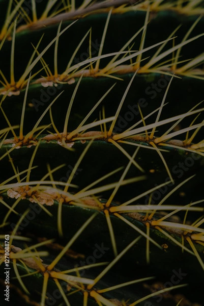 Obraz cactus close up