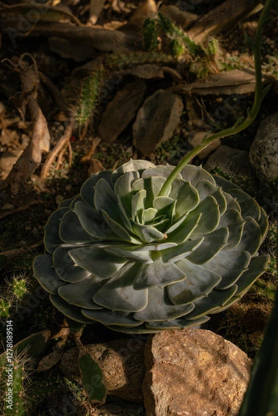 Obraz cactus in the garden
