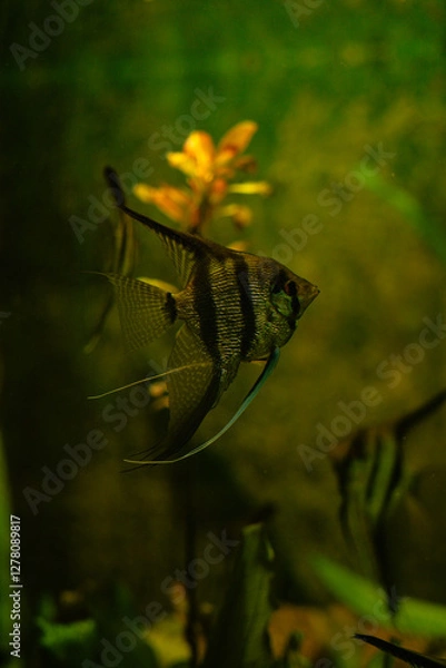 Fototapeta fish in aquarium
