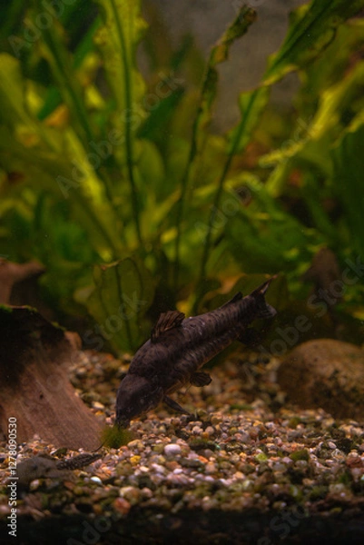 Obraz fish in aquarium