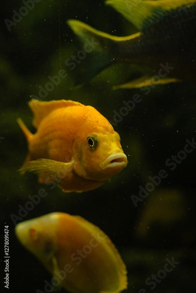 Fototapeta goldfish in aquarium