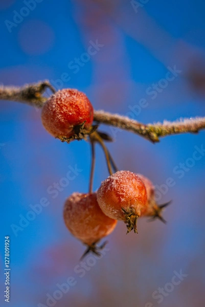 Fototapeta red berries on a branch