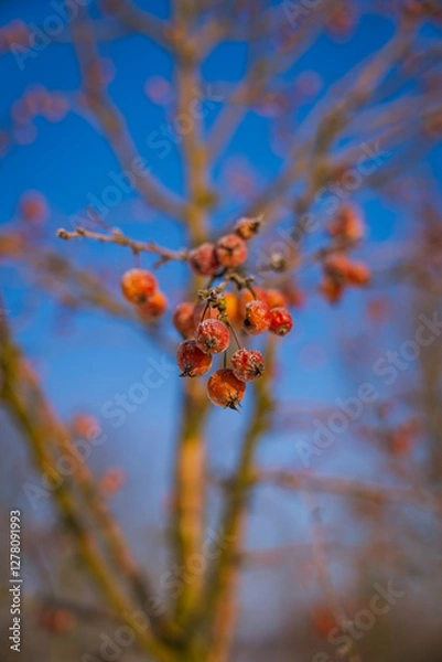 Fototapeta ladybird on a branch