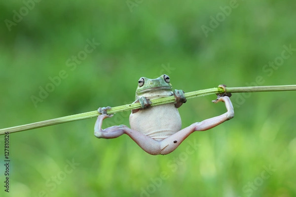 Obraz Jawajska rzekotka drzewna