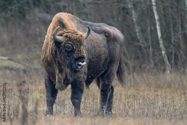 Obraz European bison