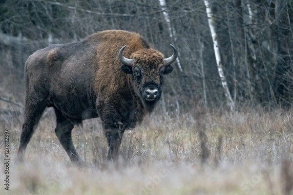 Obraz European bison