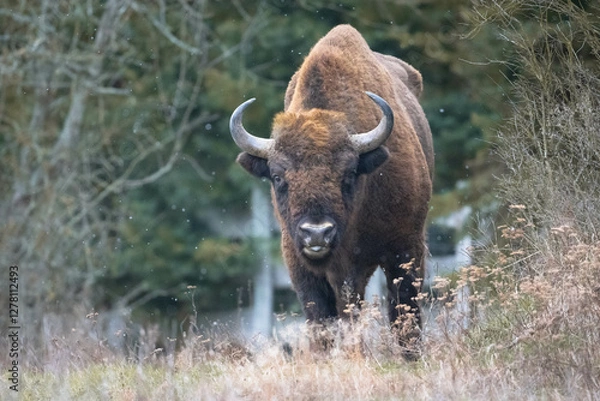 Obraz European bison