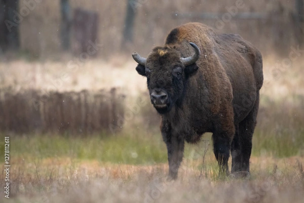 Obraz European bison
