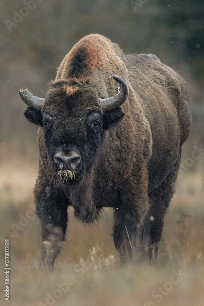 Obraz European bison