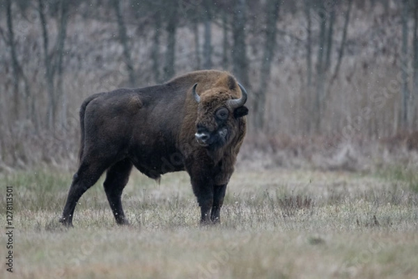 Obraz European bison