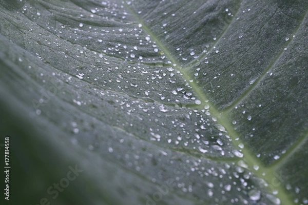 Obraz nature, flowers, macro