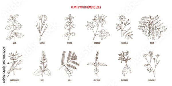 Obraz Plants with cosmetic uses, vector collection. Hand drawn botanical illustration