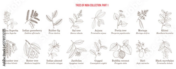 Obraz Trees of India collection. Hand drawn botanical vector illustration