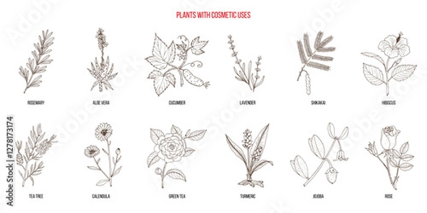 Obraz Plants with cosmetic uses, vector collection. Hand drawn botanical illustration