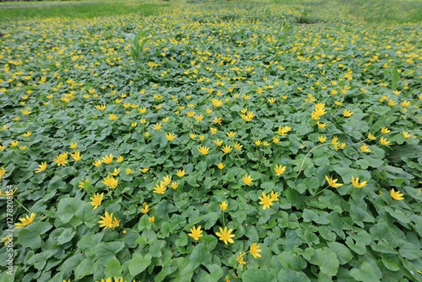 Obraz Green flowerbeds with tiny yellow flowers