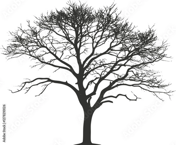 Fototapeta Silhouette of a leafless tree with intricate branching pattern.