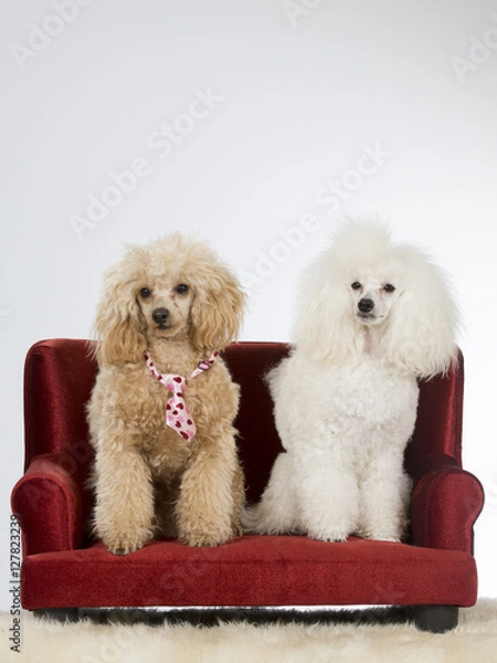 Fototapeta Two poodles sitting on a couch. The peach coloured is wearing a tie.