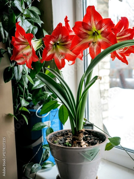 Fototapeta A beautiful amaryllis flower bloomed in a pot on the windowsill