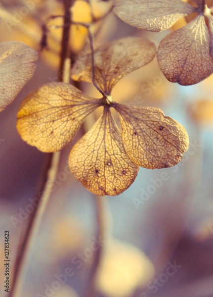 Fototapeta Herbstliche Hortensien - Verblühte Hortensien im warmen Herbstlicht