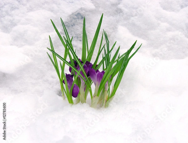 Obraz Crocuses in snow