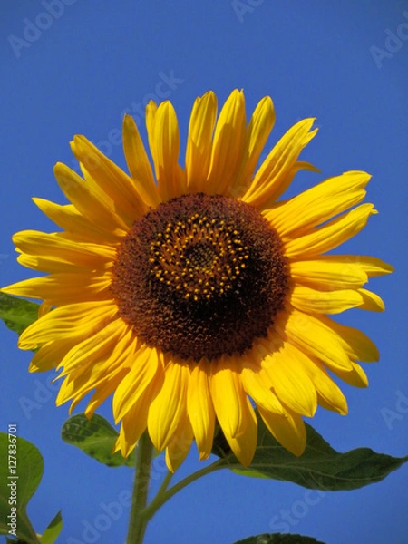 Fototapeta Sunflower.