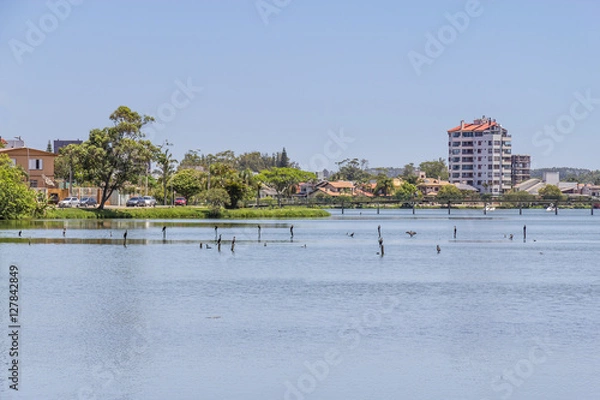 Fototapeta Birds resting at Violao lake in Torres