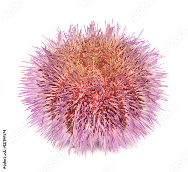 Obraz Echinus esculentus