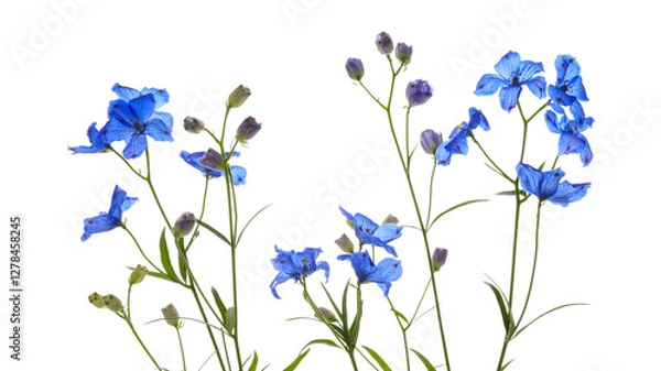 Fototapeta 光に透けるデルフィニウム・シネンシス達