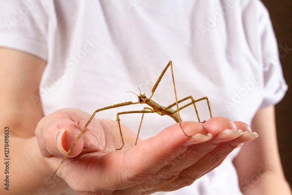 Obraz A stick insect is sitting on the hand of owner