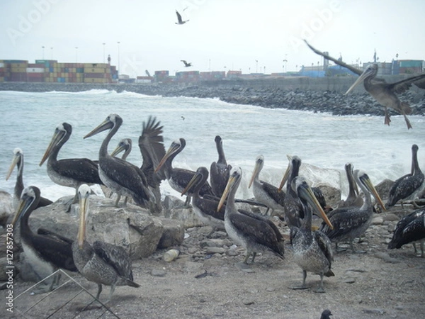 Fototapeta Flocking Pelicans 