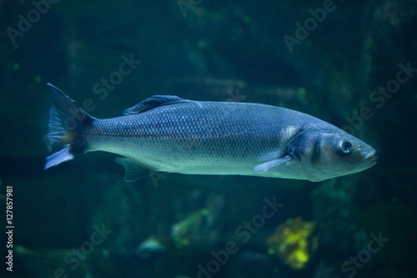 Obraz Europejski morski (Dicentrarchus labrax)
