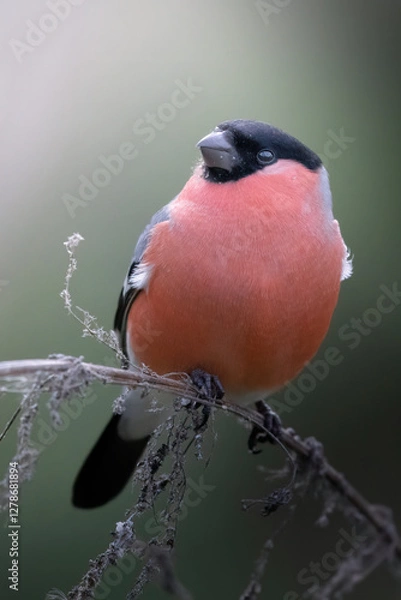 Obraz The Eurasian Bullfinch portrait